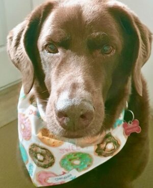 Furbaby Fashion Styles